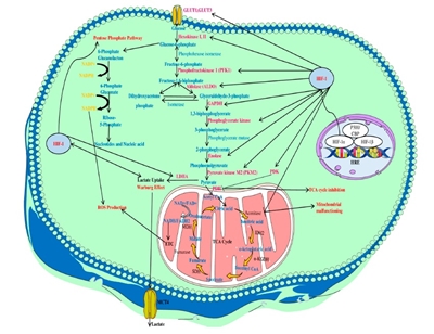 고형종양의 저산소상태에서 HIF-1α의 역할과 신호 전달계통