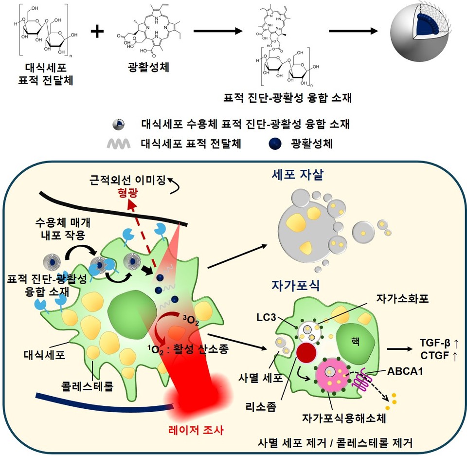 혈관내 표적 광치료 기전 : 광치료가 동맥경화내 자가소화를 유도하여 사멸세포의 제거, 콜레스테롤 배출로 염증을 해소하고 콜라겐을 증가시켜 병변을 안정화 시킬 수 있었다.