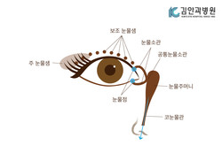 눈물샘, 눈물점, 코눈물관 구조(사진=김안과병원)