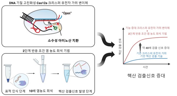 새로운 크리스퍼 유전자 가위 기반 진단 기술 모식도: 이 기술에서는 새롭게 개발한 DNA 기질 고친화성 크리스퍼 유전자 가위 변이체와 반응 조건 염 농도 희석 기법을 동시에 사용해 핵산 검출 신호를 최대 40배 이상 증대해 크리스퍼 유전자 가위 기반 진단 기술의 검출 성능을 획기적으로 늘렸다.