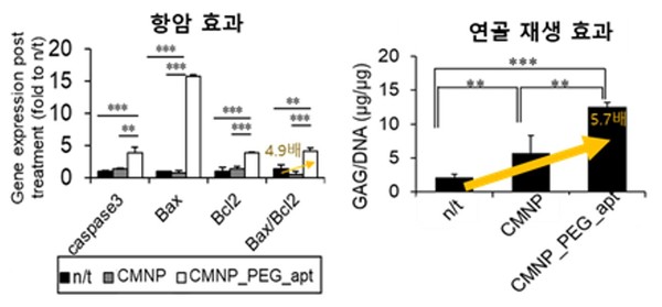 CMNP_PEG_apt의 암세포 사멸와 연골 분화 능력은 CMNP_PEG_apt를 처리하지 않은 대조군에 비해 각각 4.9배, 5.7배 높았다.
