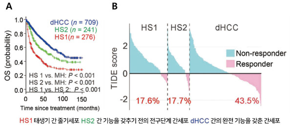 RNA 기반으로 간암을 세 종류로 분류해, 각 그룹별 생존율과 암 면역치료 반응을 분석했다. A. 간암 환자 생존율 분석 결과, 태생기 간 줄기세포 그룹(HS1), 전구단계 간세포 그룹(HS2)이 간의 완전기능을 갖춘 간 세포 그룹(dHCC)보다 생존율이 낮음을 보였다. B. 간암 면역치료 반응 분석 결과, 태생기 간 줄기세포(HS1)그룹 17.6%, 전구단계 간세포(HS2) 그룹 17.7%로 간의 완전기능을 갖춘 간 세포 그룹(dHCC) 43.5%에 비해 현저하게 반응률이 낮았다.